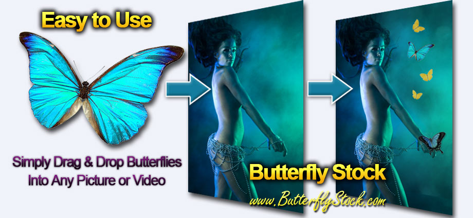 Butterfly Stock Photo Pictures