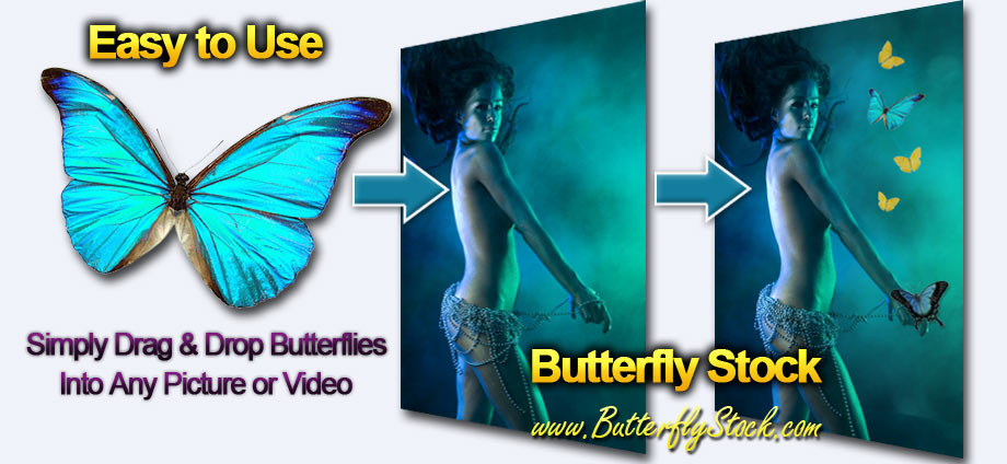 Butterfly Stock Photo S Pictures Of Butterflies Psd Clip Art